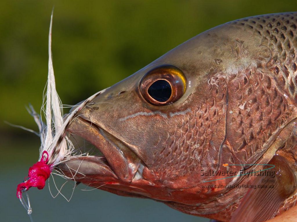 Australian Saltwater Fly Fishing Online